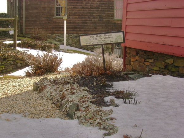 garden in snow