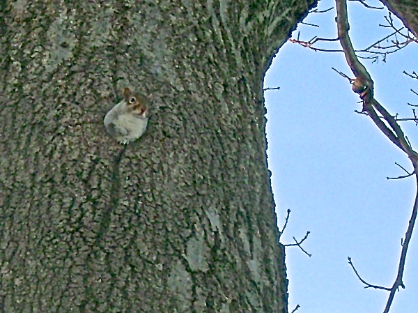 squirrel inside tree